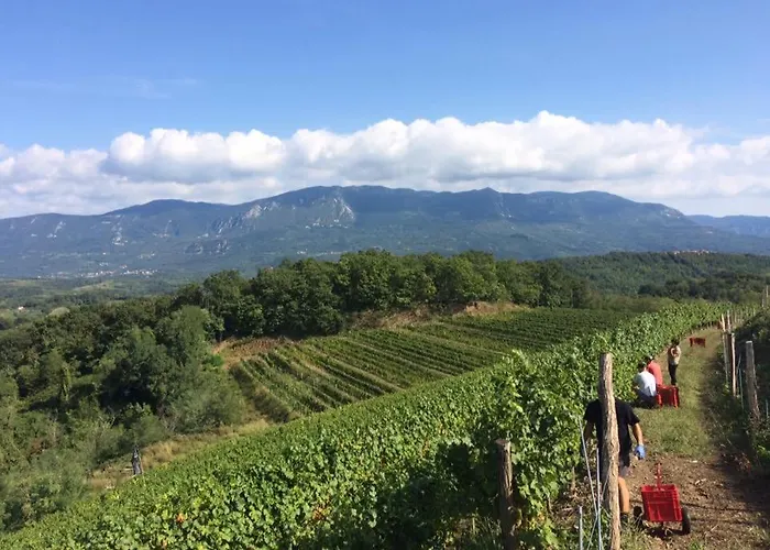 Kraljic - Primoz Cotar Couette-café