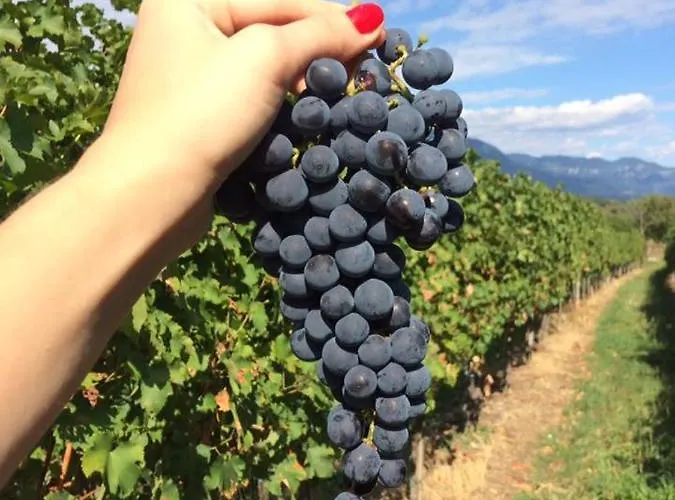 Kraljic - Primoz Cotar